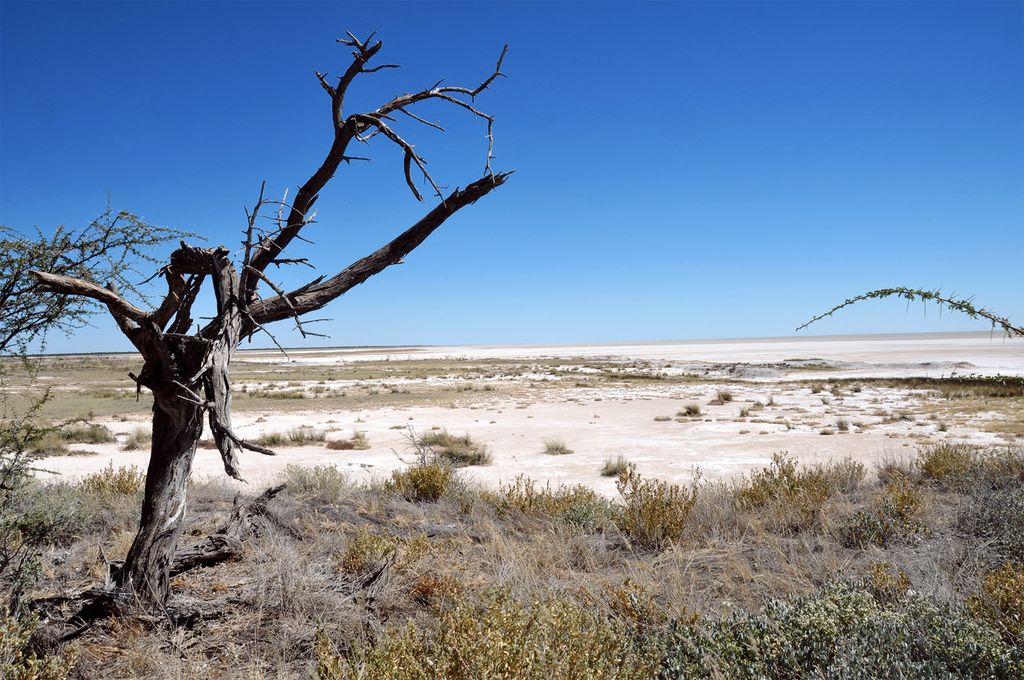 A desert landscape, with a dead tree on the right, and some dry bush in the forefront.