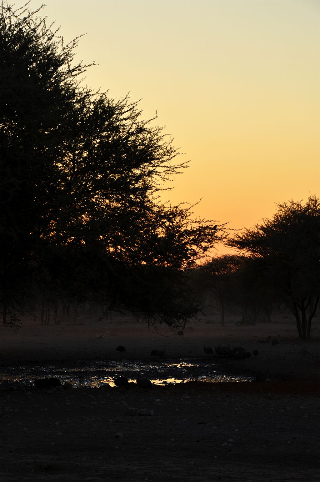 Early in the morning the sun is rising on a little water point with Guineafowl under some tree.