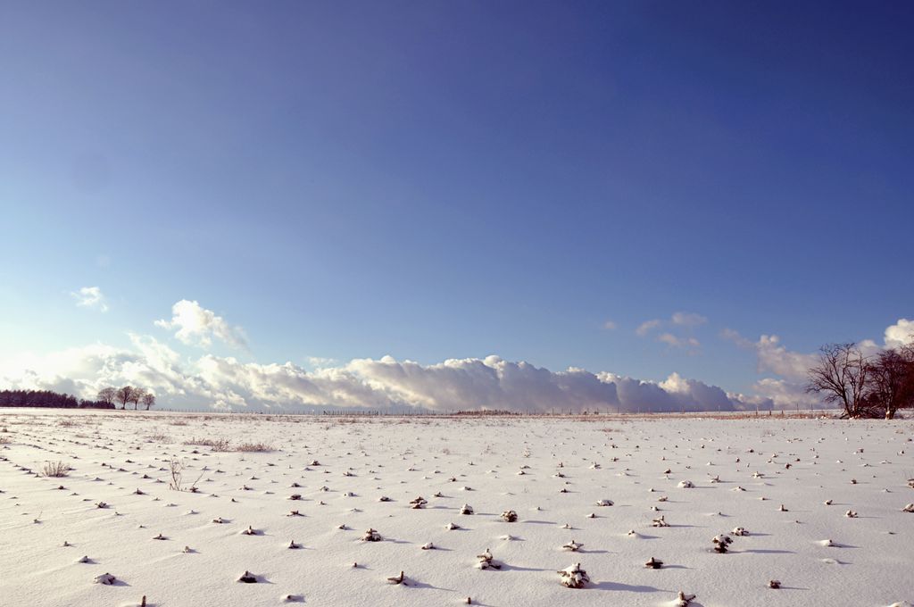 A snowy field, with little Christmas tree.
