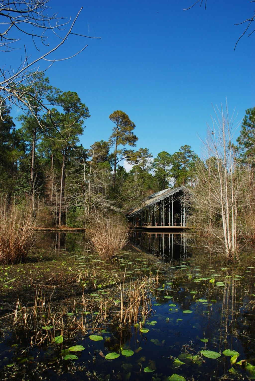The Crosby Arboretum Pinecote Pavilion. With water on the foreground and tree in the background. The sky is blue and it's a sunny day.