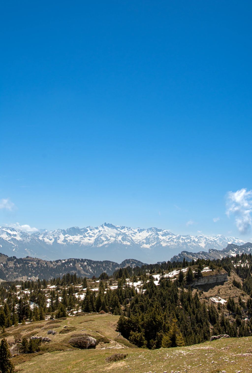 A mountain grassland with some snowy mountain in the background (The Alp). There are some path of saplin and snow in the grass field. The weather is sunny with a bright blue sky.