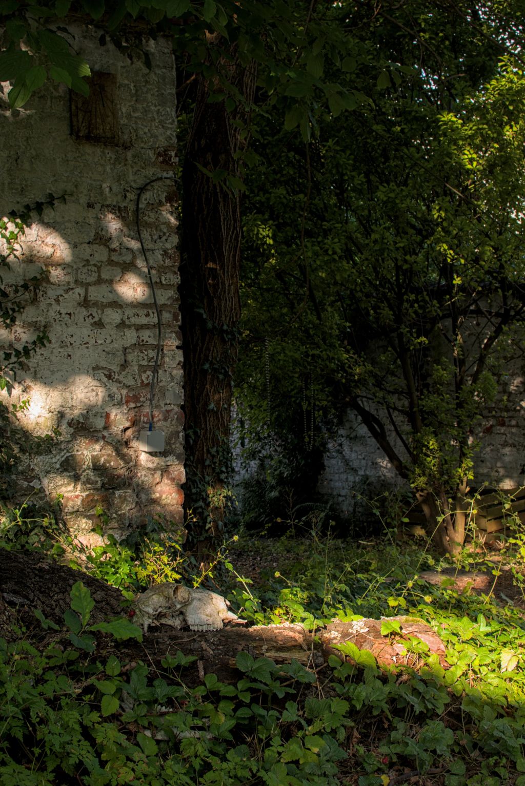 Lushy vegetation in a garden surrounded by wall in the late afternoon. On the foreground, there is a dead wood trunk with the skull of a dead lamb on it.