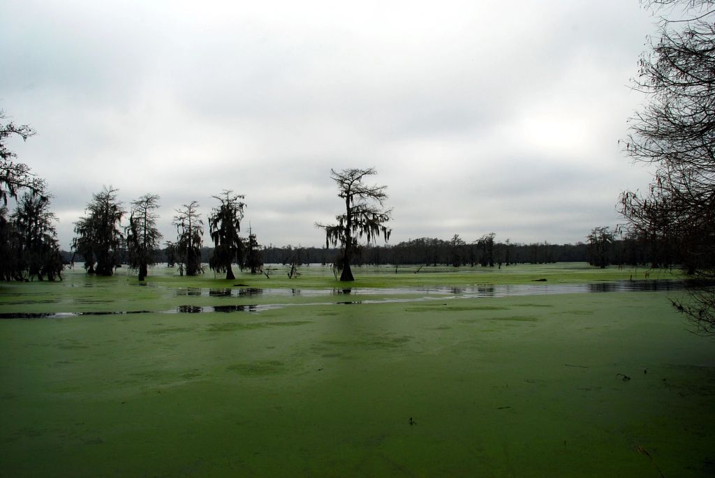 By a gloomy gray day, a swamp in Louisiana, with some cypress tree.