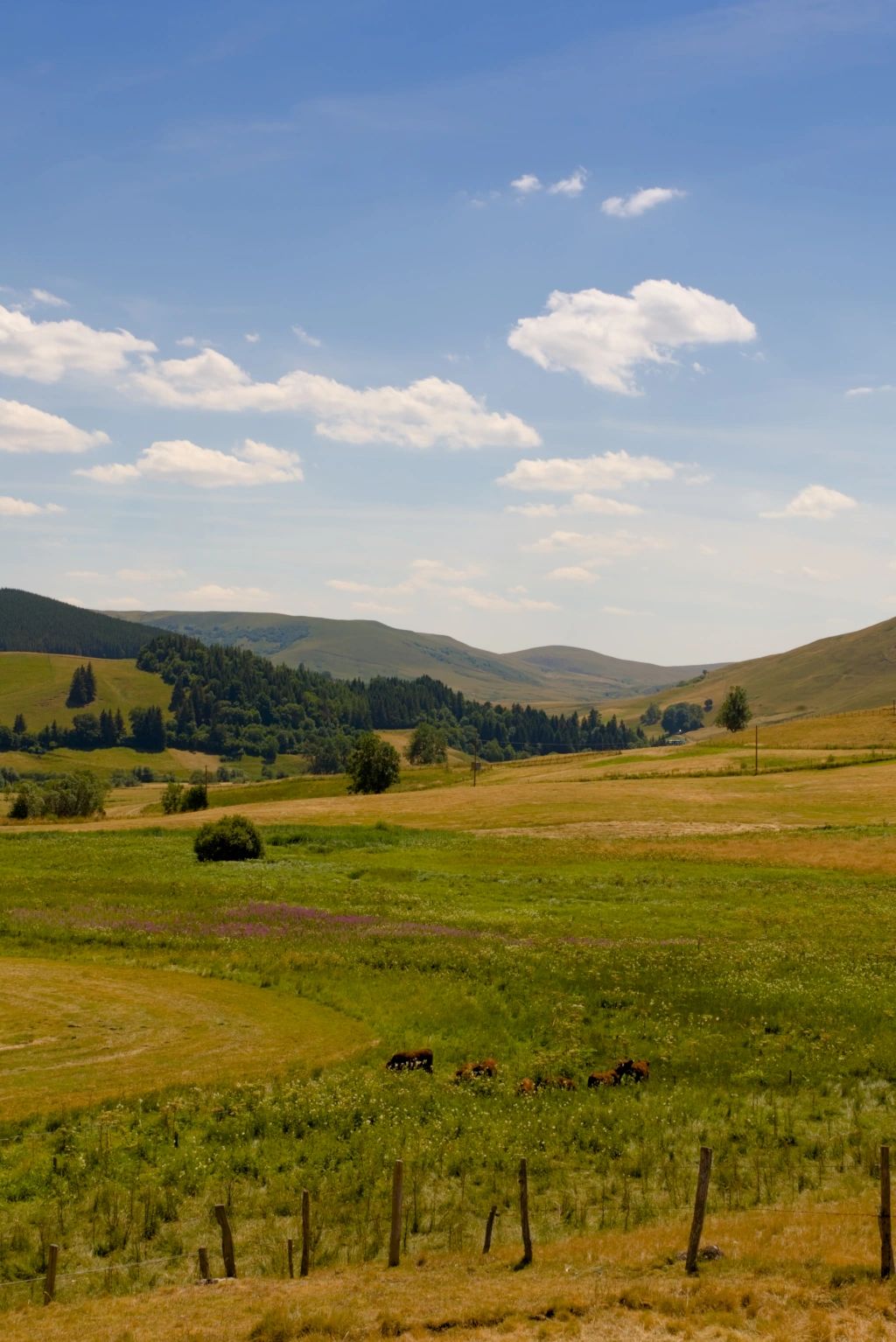 A pasture with cow. In the background a forest and medium-sized mountains.