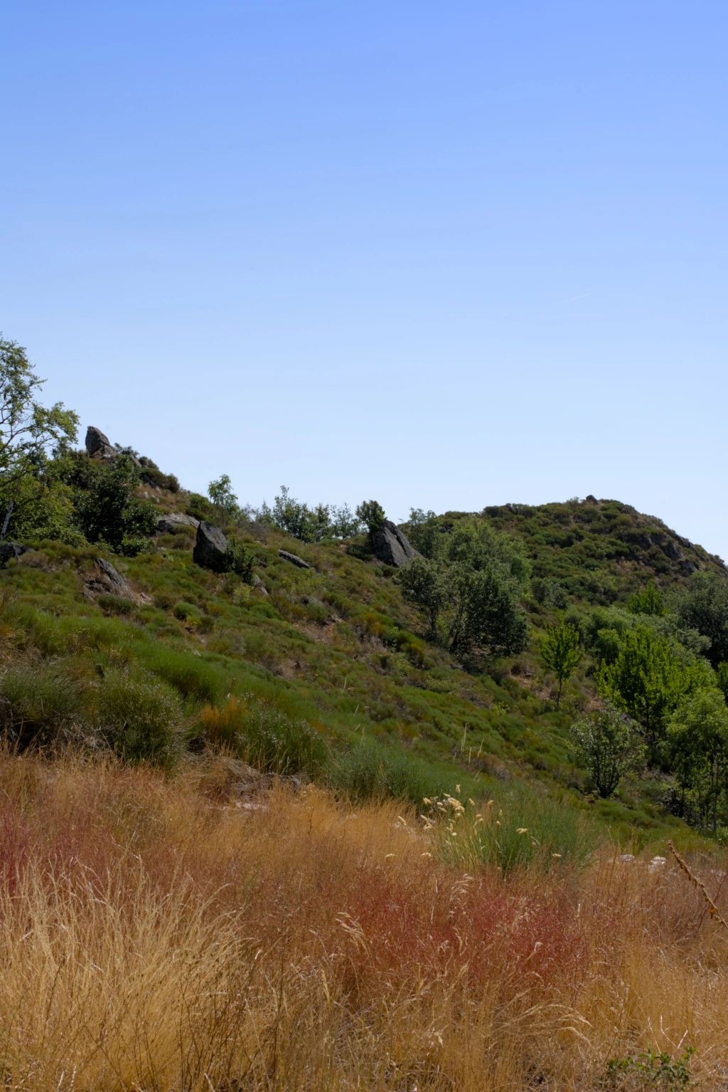 A medium-sized mountain landscape with bush and rocks.