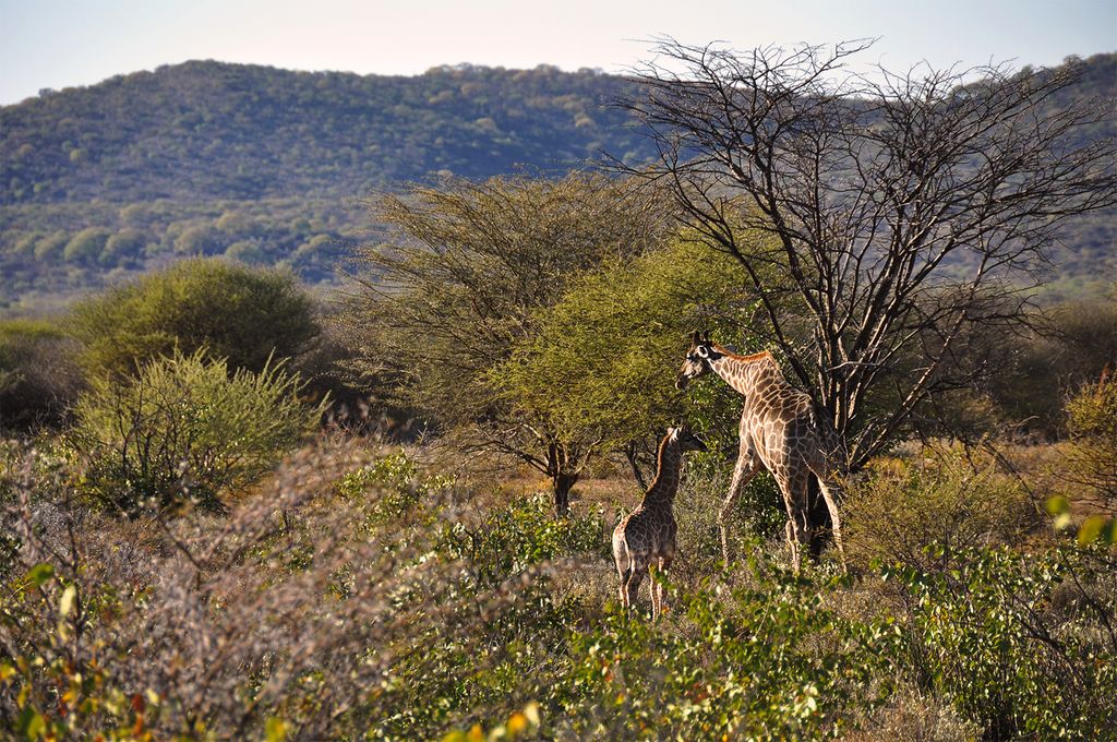 Two giraffe, the mother and a child in a bushy part of the savanna, mountains in the background.