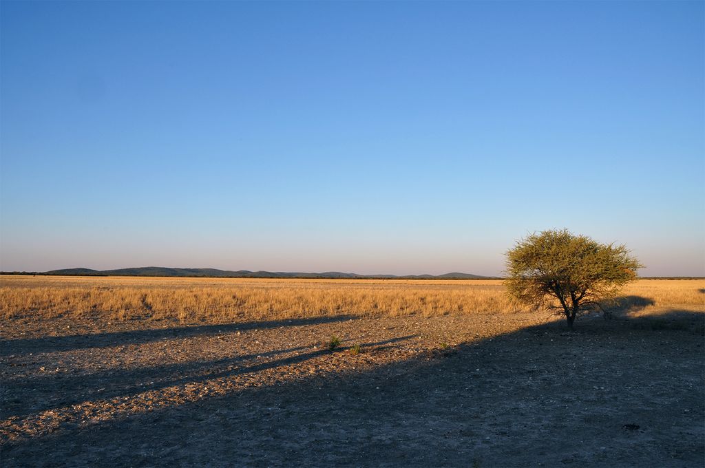 A savanna landscape on sunset, with a little tree on the right and mountain in the background.