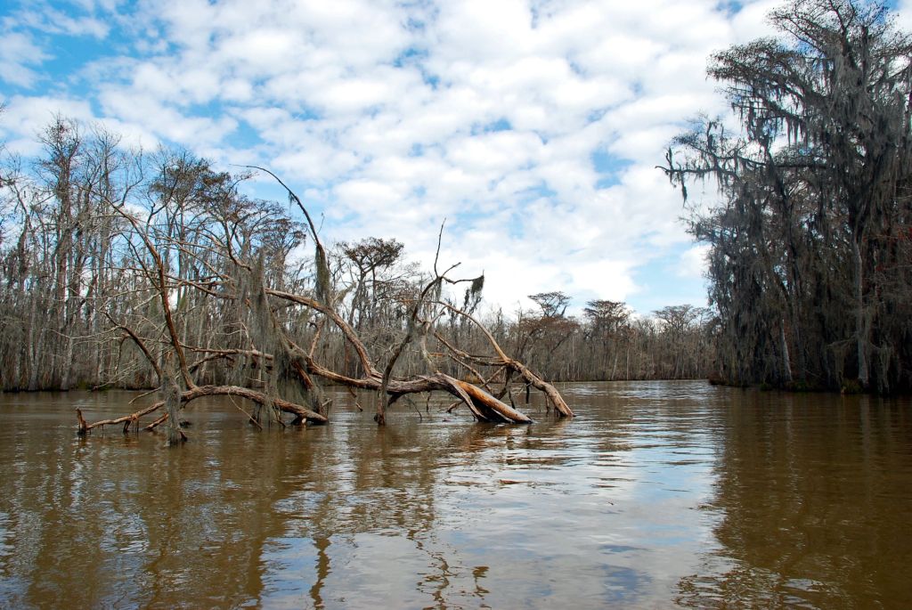 A fallen cypress tree in the middle of a bayou.