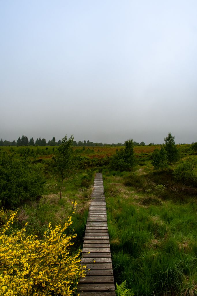 A wooden path in the middle of a grassy field. There are some small birchtree in the field. In the left bottom corner there is a Yellow French broom. The wheater is cloudy.