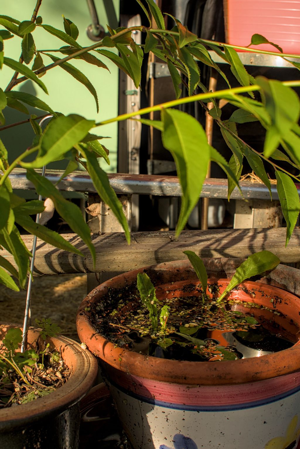 A flower pot full of water. There are some small plante soaked in it.