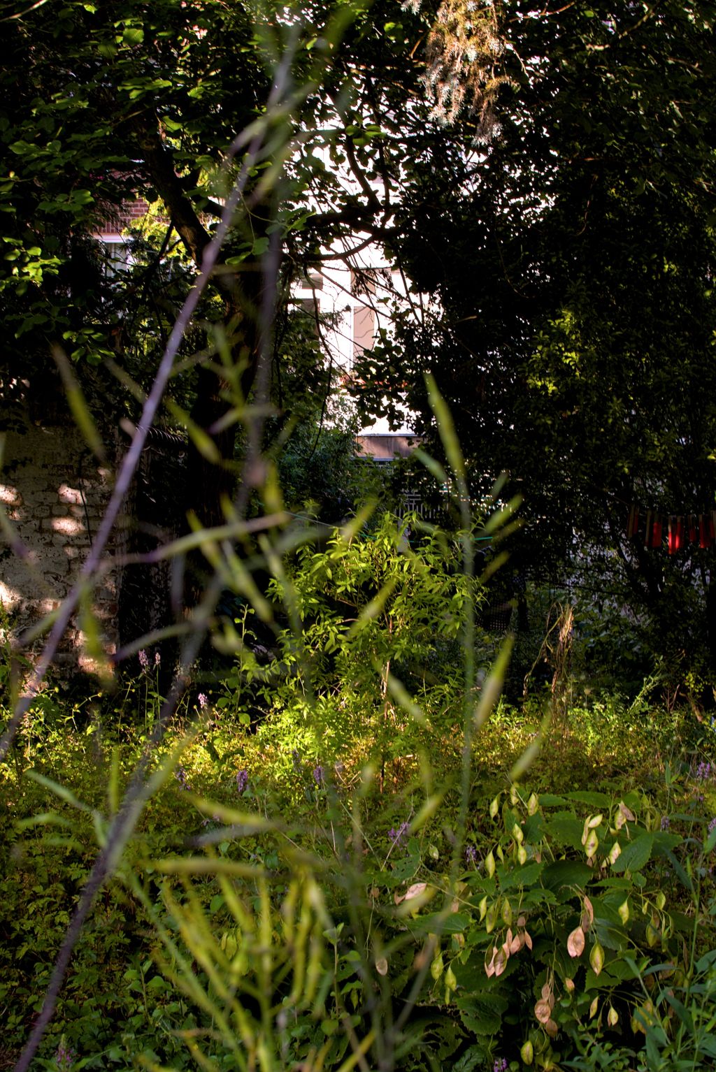 Lushy garden vegetation in the late afternoon light. The foreground is full of blurry plant, in the background there is  a illuminated verveine small tree.